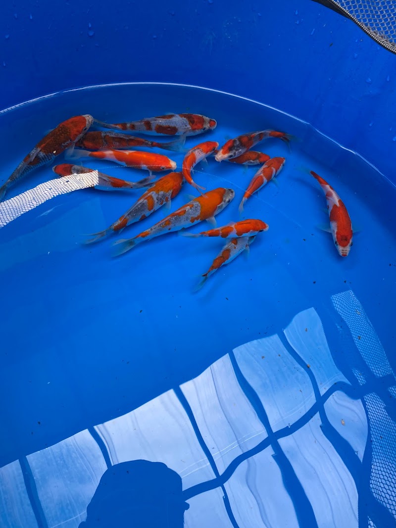 Tri-Star Koi (By Appointment) - Photo 3