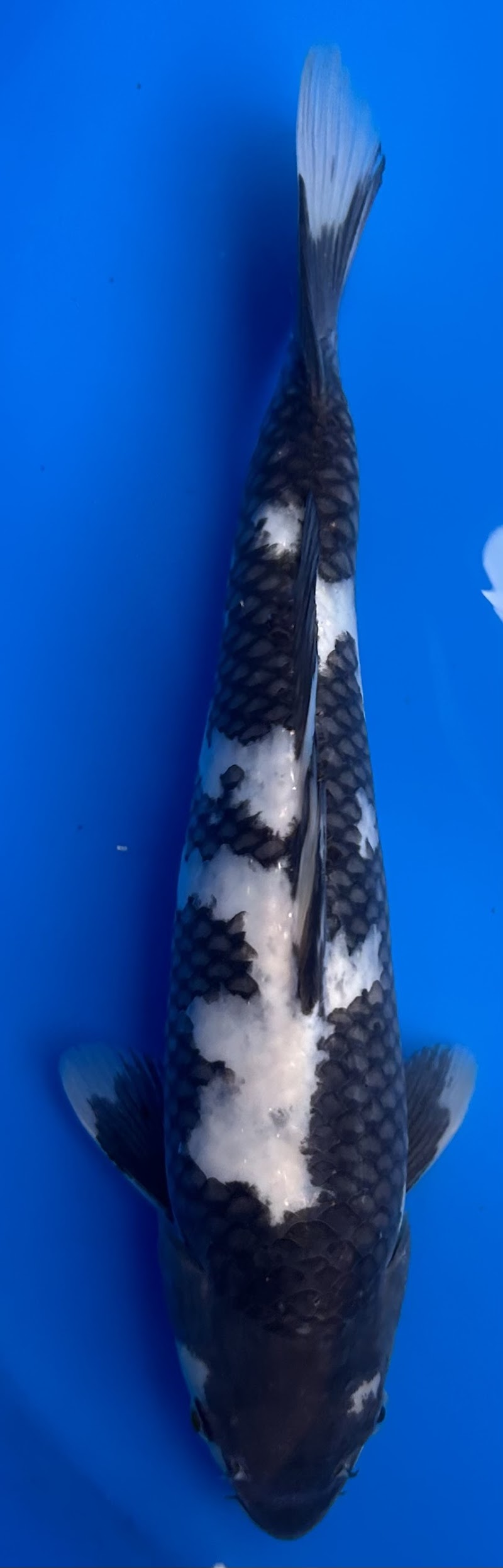 Tri-Star Koi (By Appointment) - Photo 4