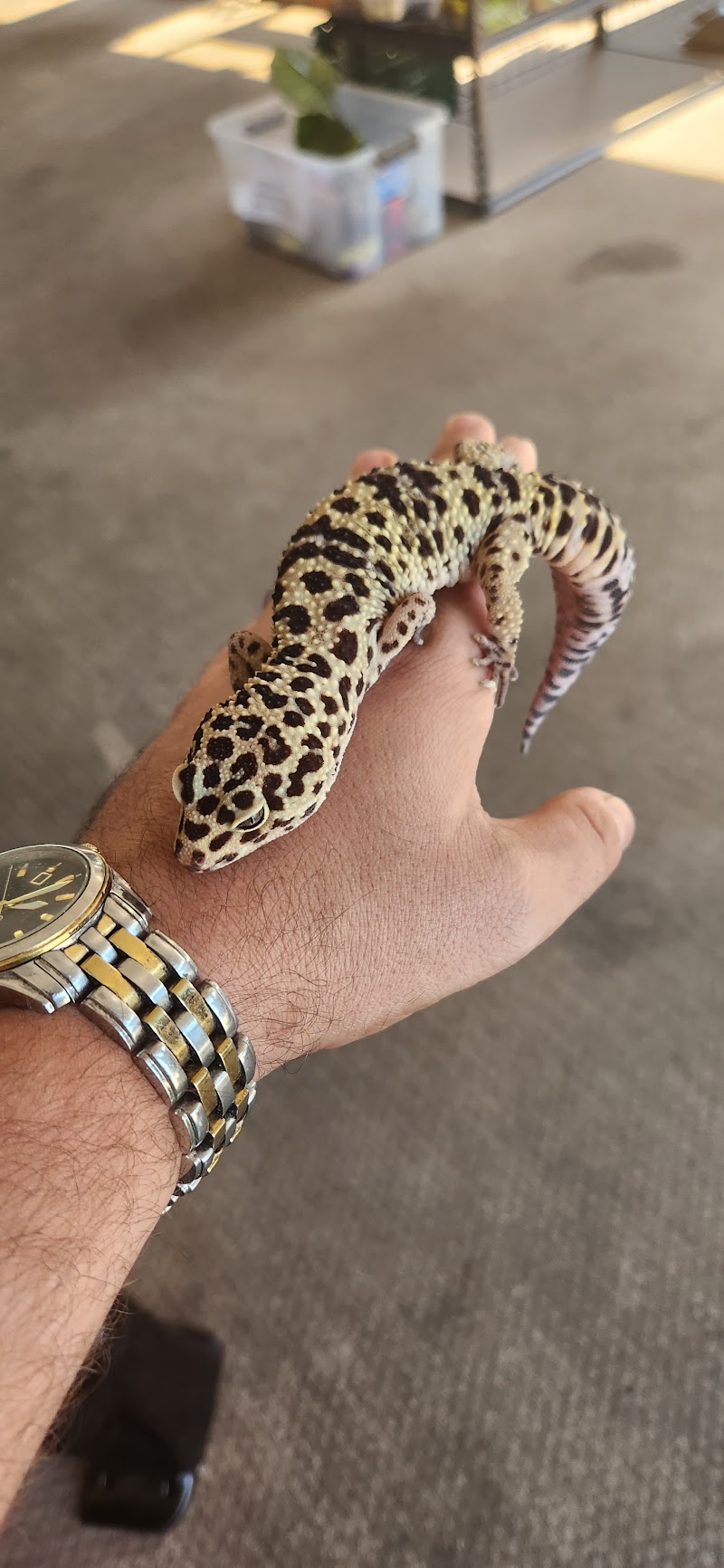 Birdytown Exotics - Photo 4