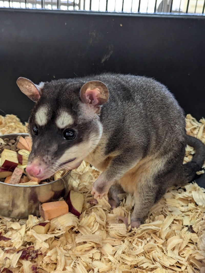 Birdytown Exotics - Photo 5