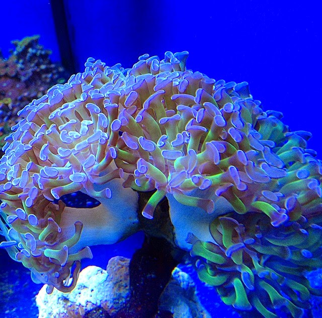 Fishy Business - Photo 4