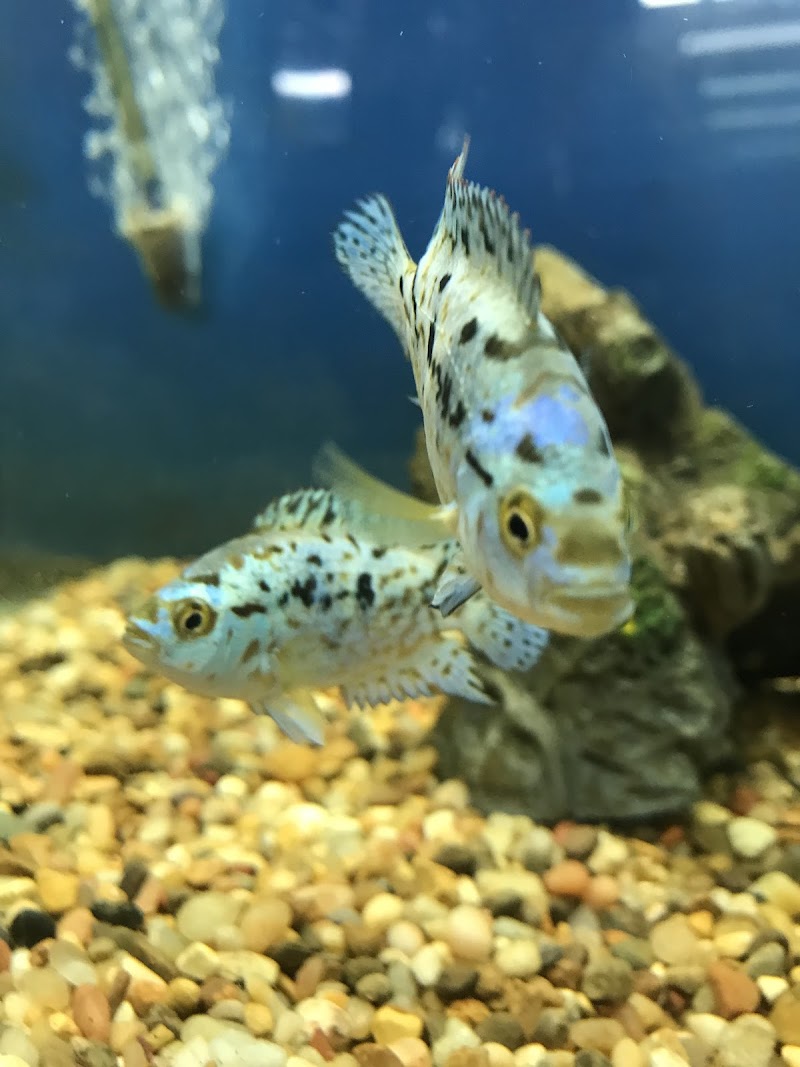 Tignor Aquatics - Photo 2