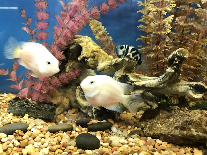 Tignor Aquatics - Photo 3