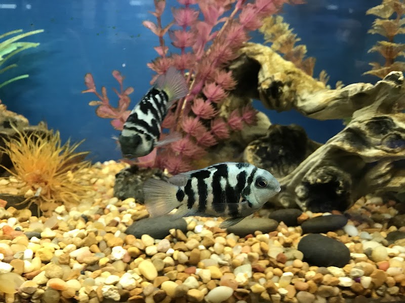 Tignor Aquatics - Photo 5