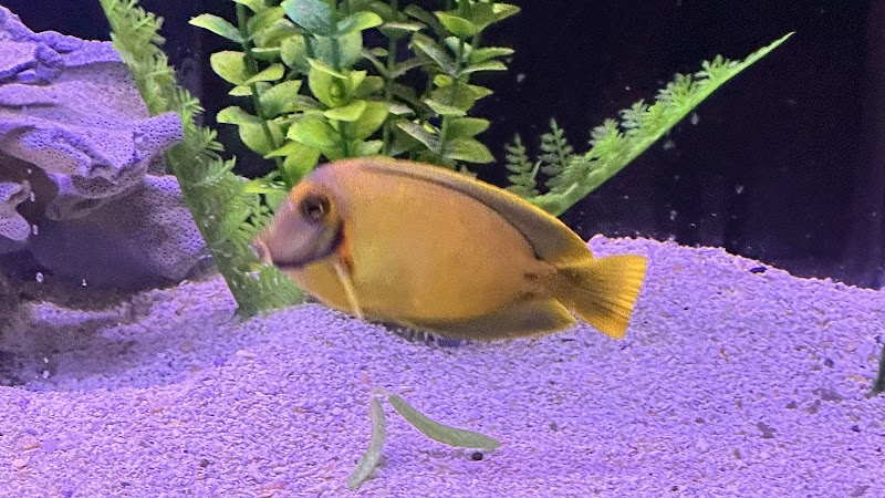 Sea Oddities - Photo 2