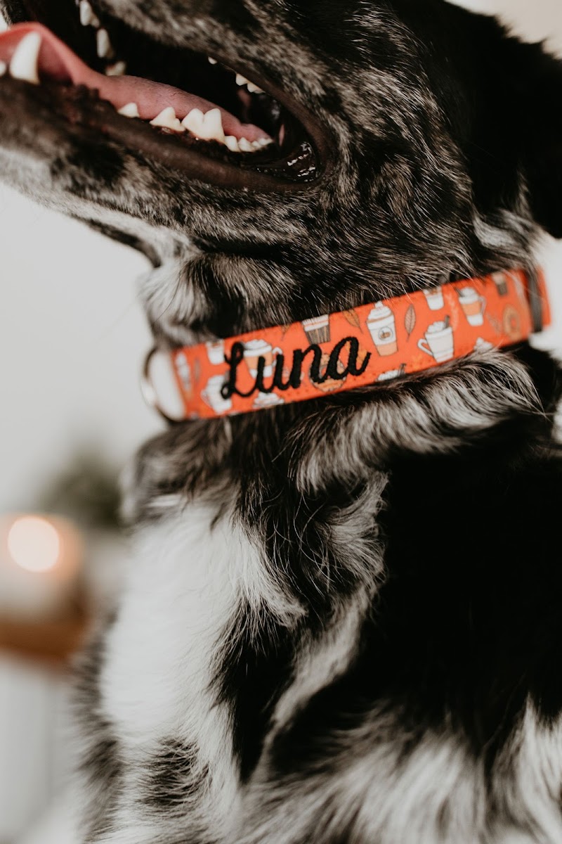 Duke & Fox - Photo 4