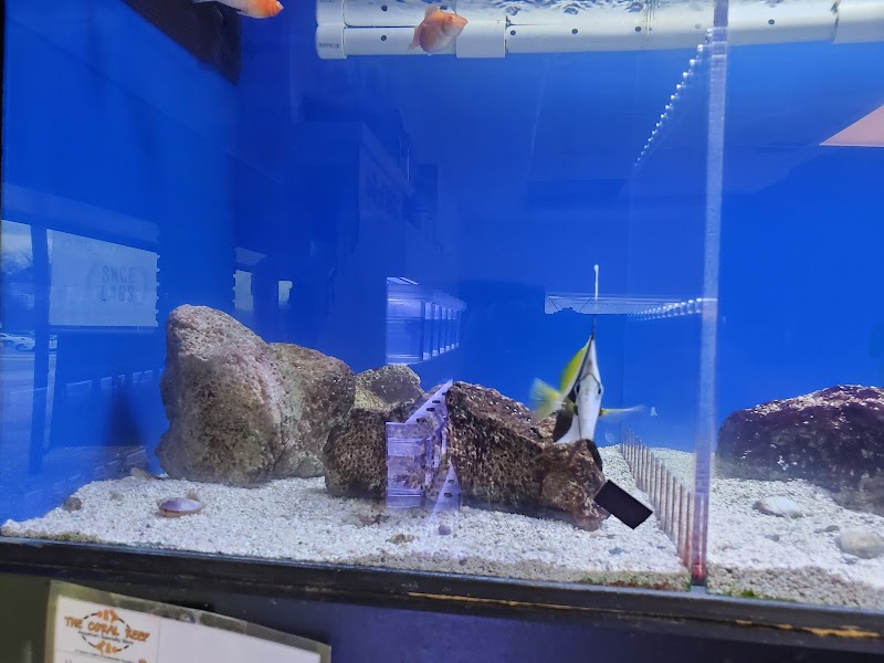 The Coral Reef - Photo 2