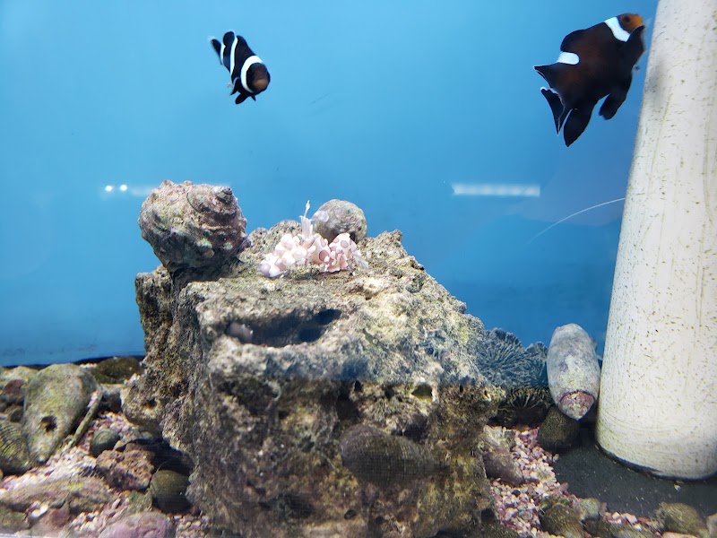 The Coral Reef - Photo 3