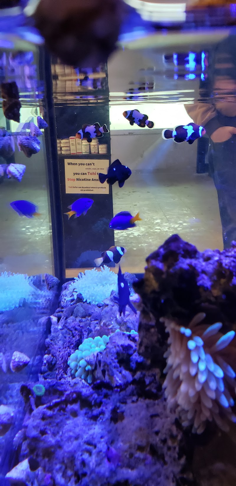 The Coral Reef - Photo 5