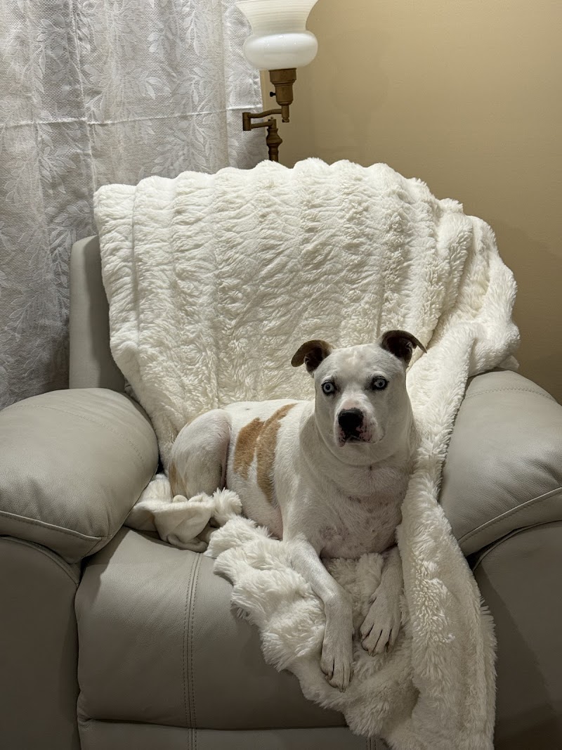 Tennessee Tails Pet Boutique - Photo 4