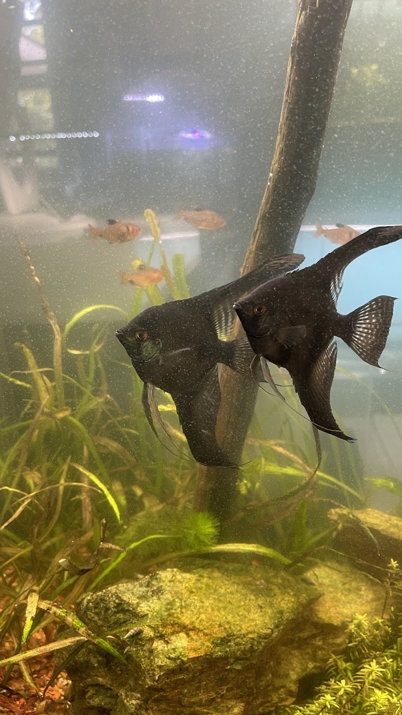 Fresh Aquatics - Photo 5