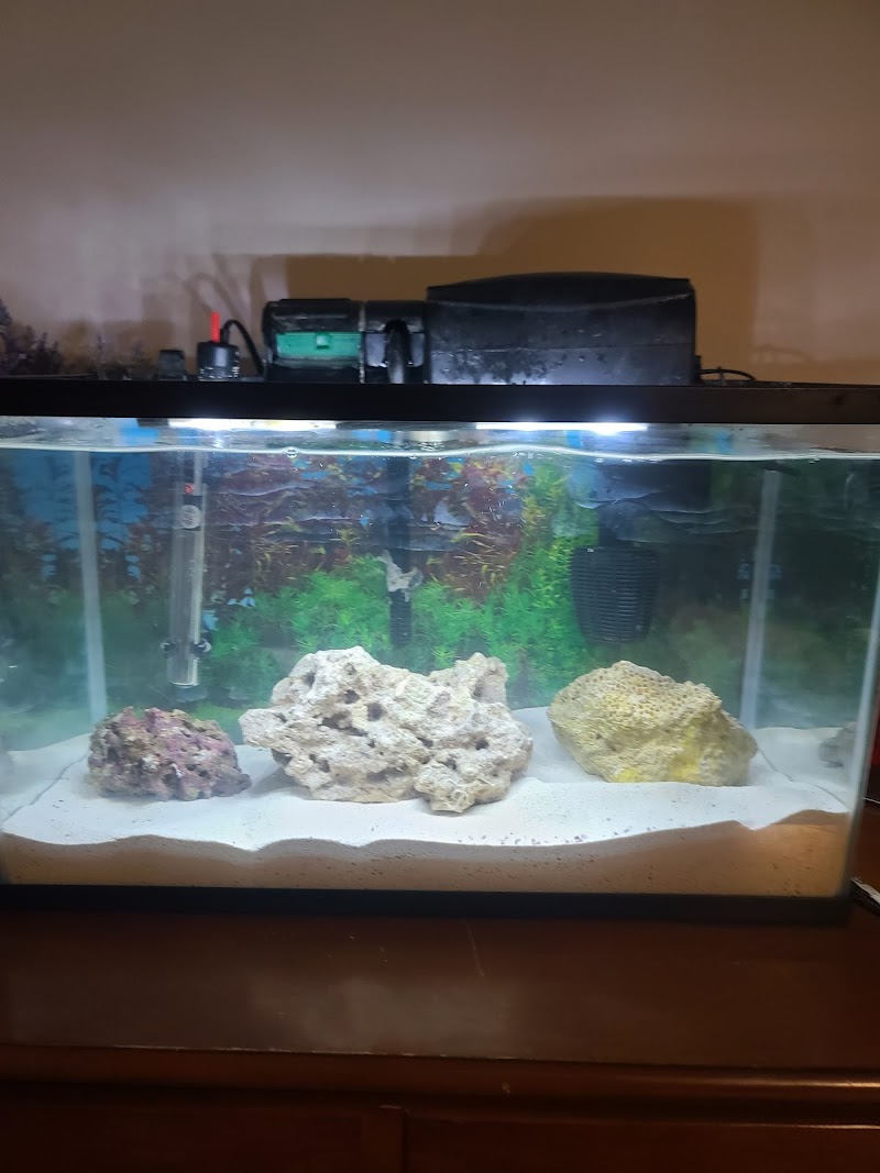 Colorful Corals & More - Photo 4