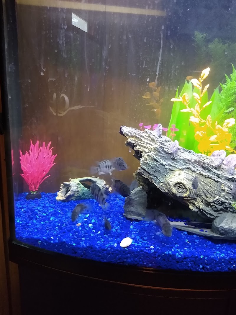 Champions Tropical Fish Room - Photo 4