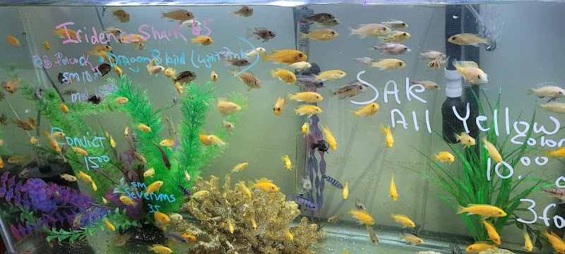 Champions Tropical Fish Room - Photo 5