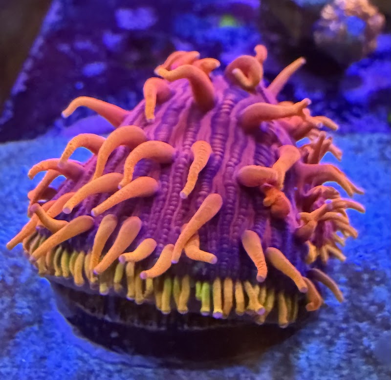 City Boy Corals & Aquarium servicing - Photo 1