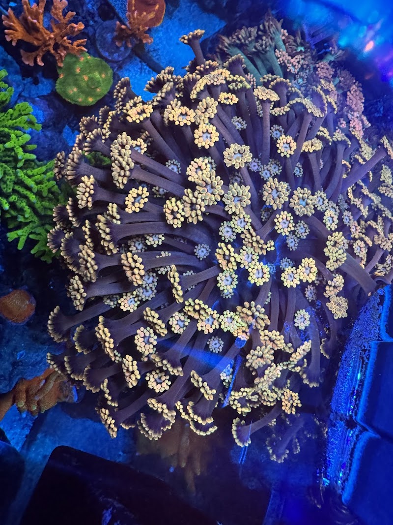 City Boy Corals & Aquarium servicing - Photo 3