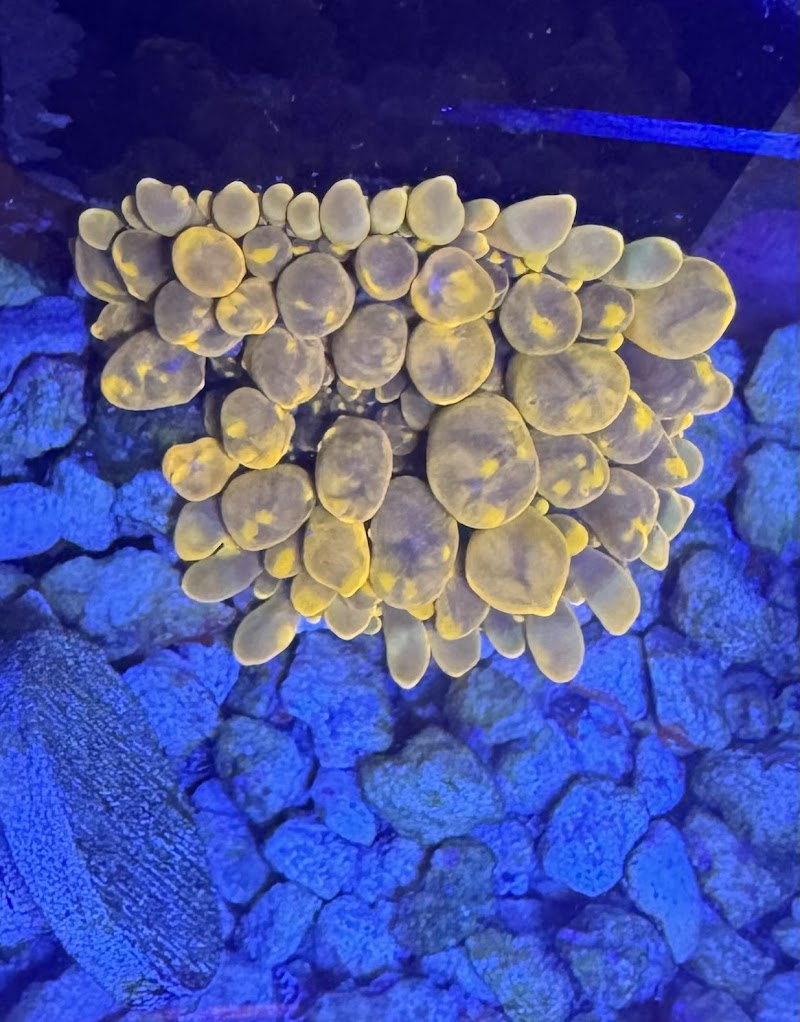 City Boy Corals & Aquarium servicing - Photo 4