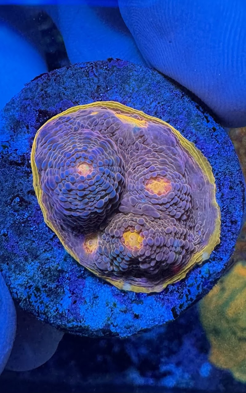 City Boy Corals & Aquarium servicing - Photo 5