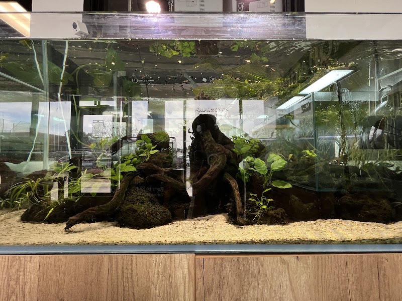 Tiny Aquatics - Photo 4