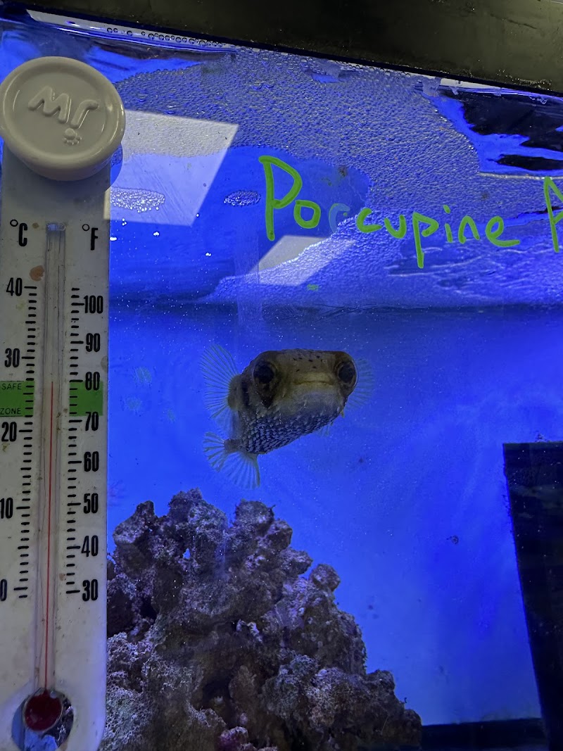 A Fishie Anado - Photo 3