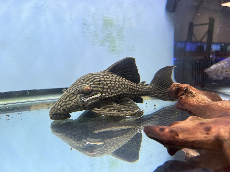 A Fishie Anado - Photo 4