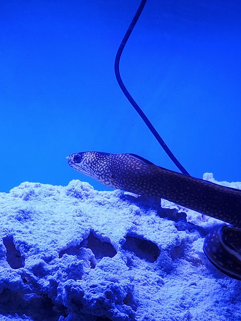 A Fishie Anado - Photo 5