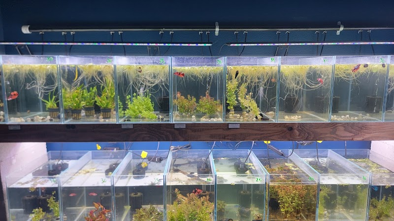 Tiny Aquatics - Photo 3