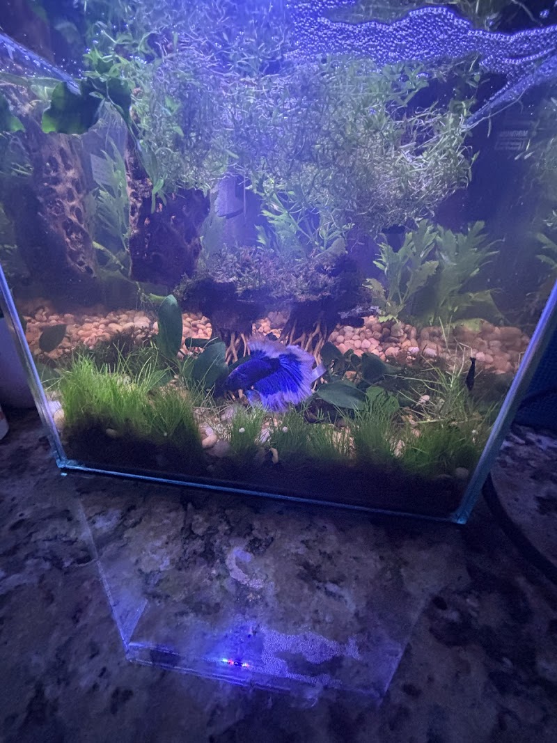 Tiny Aquatics - Photo 5