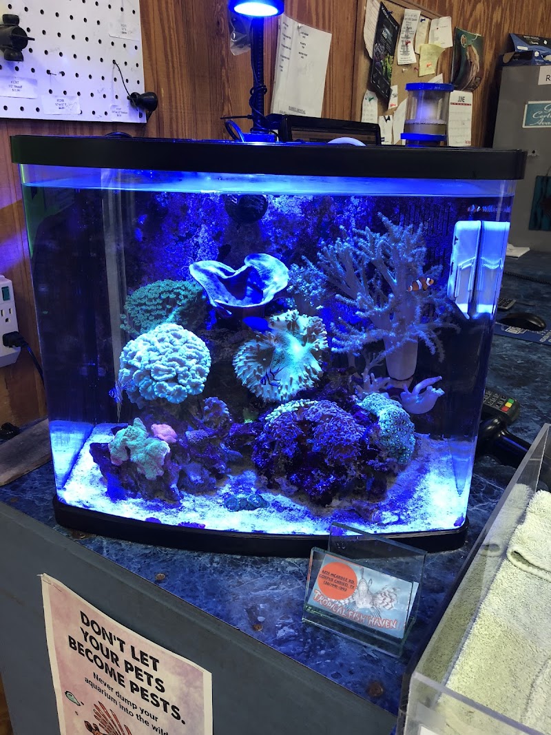 Tropical Fish Haven - Photo 2