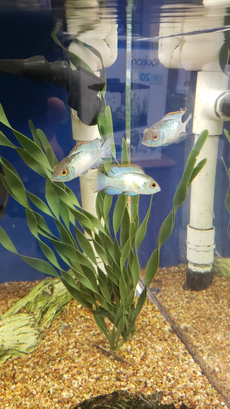 Tropical Fish Haven - Photo 3