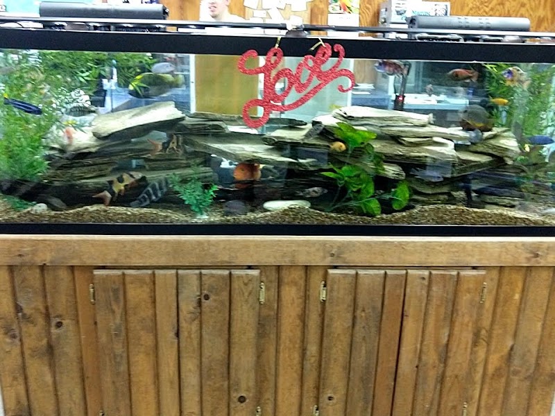 Tropical Fish Haven - Photo 4