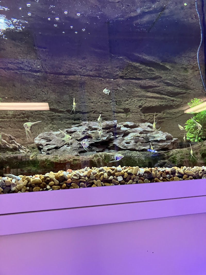 The Big Little Fish Store - Photo 3