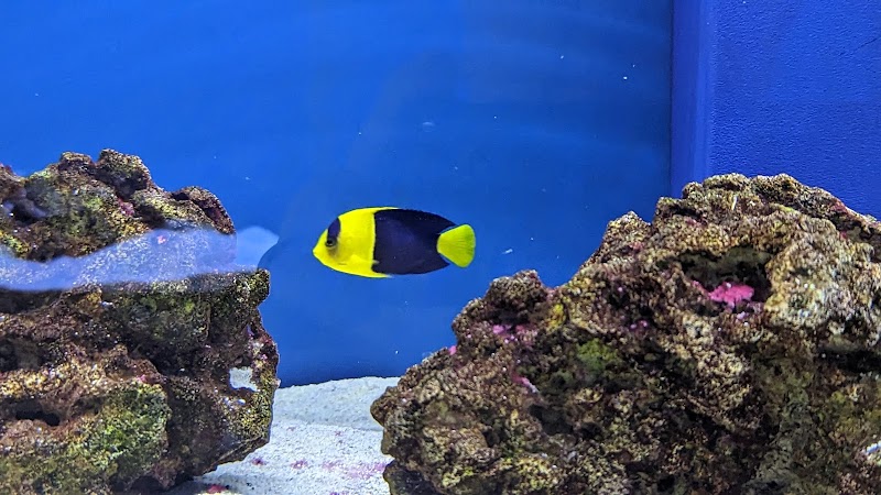 The Big Little Fish Store - Photo 4