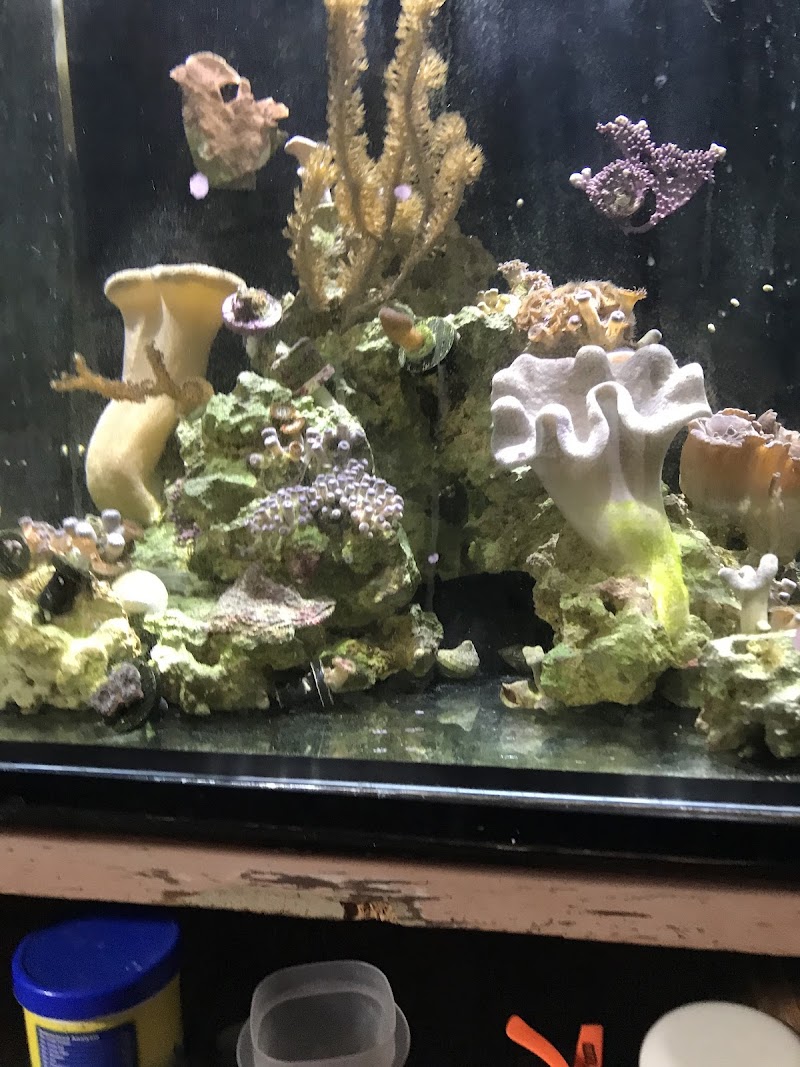 The Big Little Fish Store - Photo 5