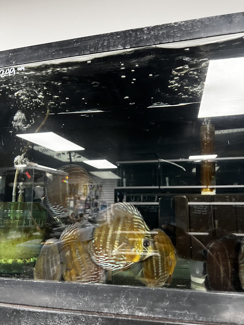 Your Pet Fish - Photo 1