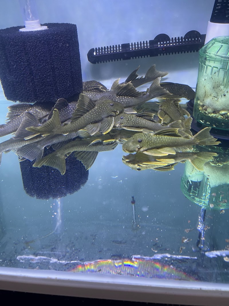 Your Pet Fish - Photo 3