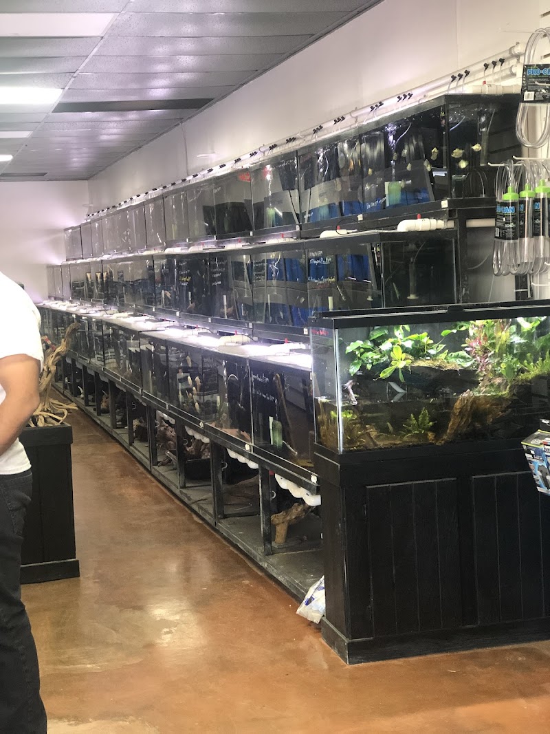 Your Pet Fish - Photo 4