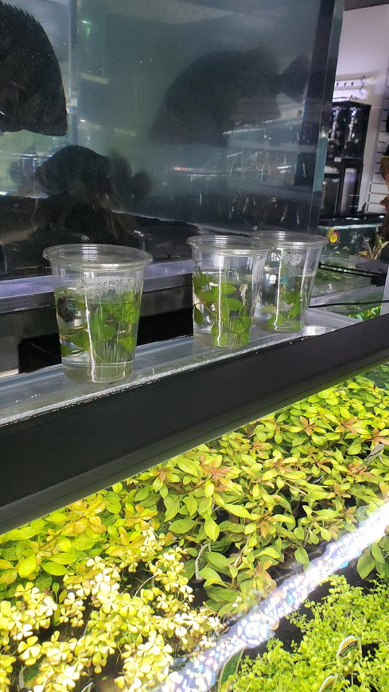 Your Pet Fish - Photo 5