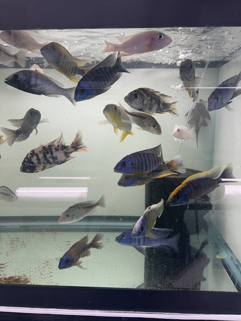 Beantown Aquatics - Photo 2