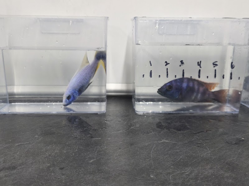 Beantown Aquatics - Photo 5