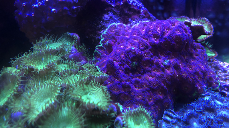 Rift 2 Reef Aquatics - Photo 2