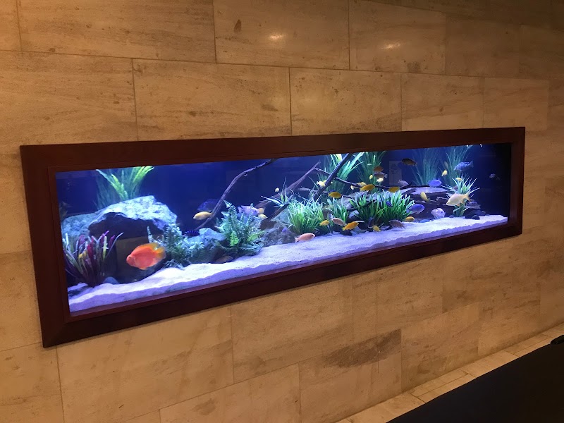 Aquarium Headquarters Maintenance, Service & Luxury Aquarium Installation Co. - Photo 5
