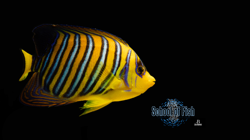 School Of Fish - Photo 2