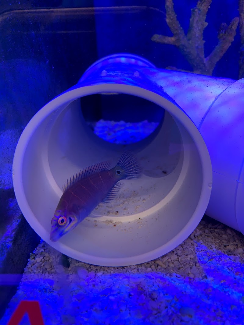 School Of Fish - Photo 3