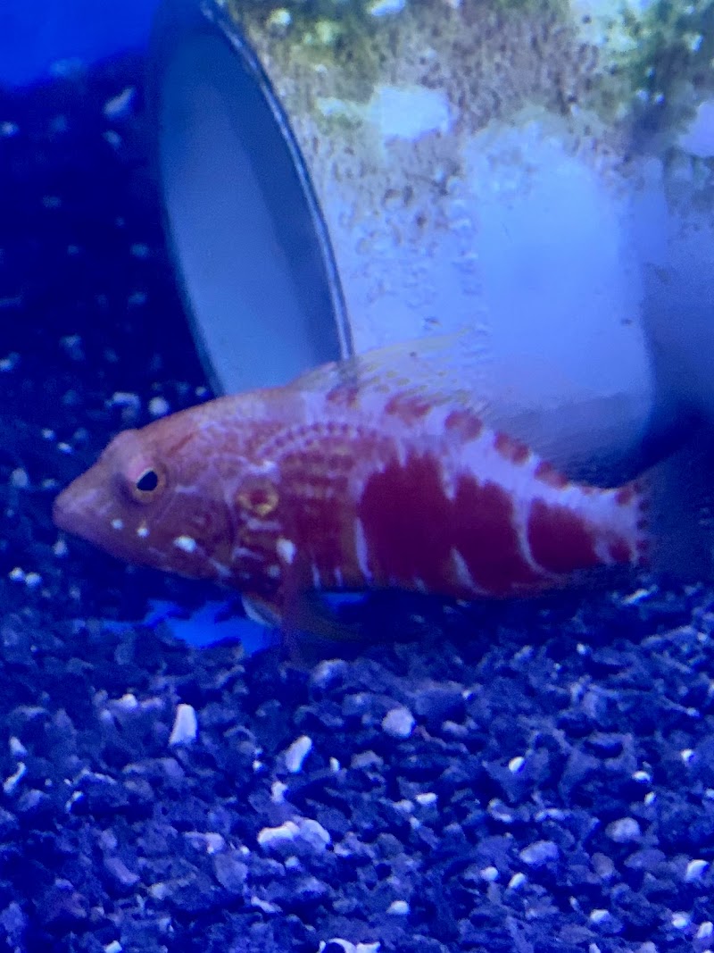 School Of Fish - Photo 4