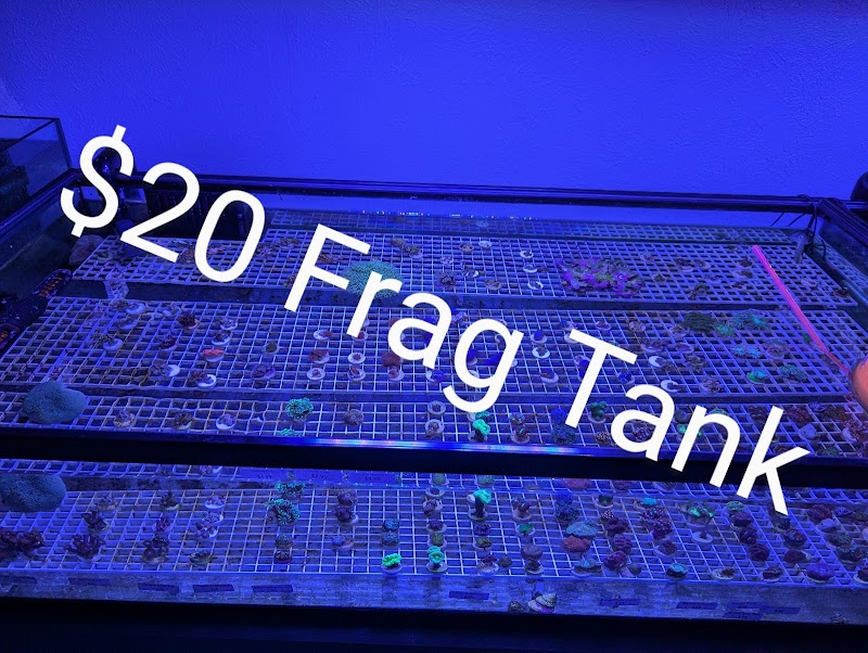 Infinity Corals - Photo 2