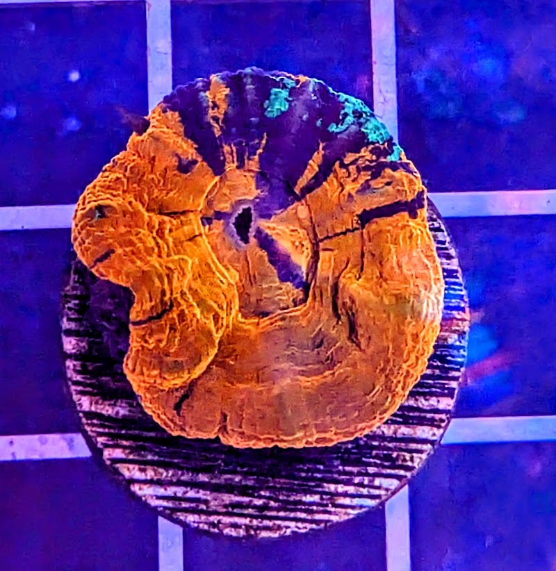 Infinity Corals - Photo 4