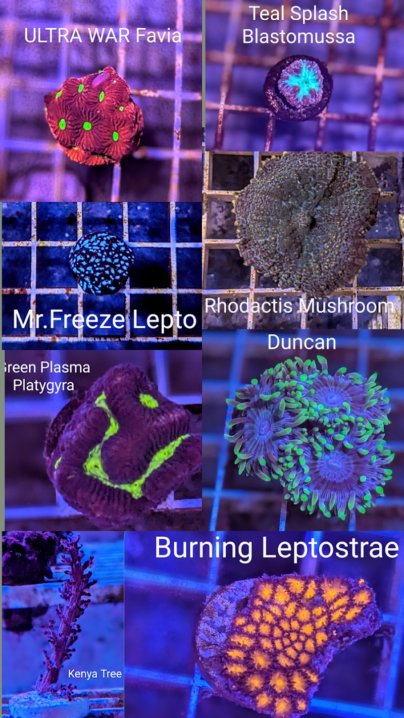 Infinity Corals - Photo 5