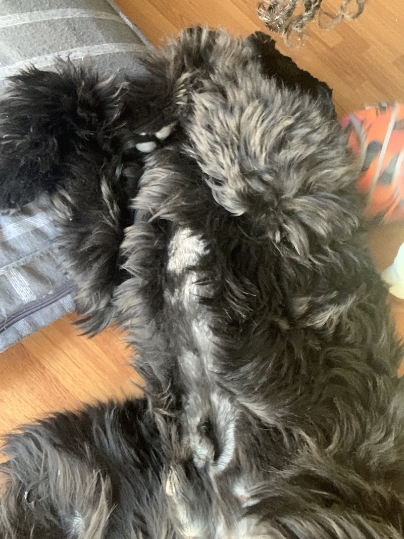 Pet Village - Photo 4