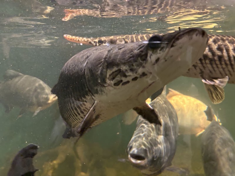 Jungle Reef - Photo 4